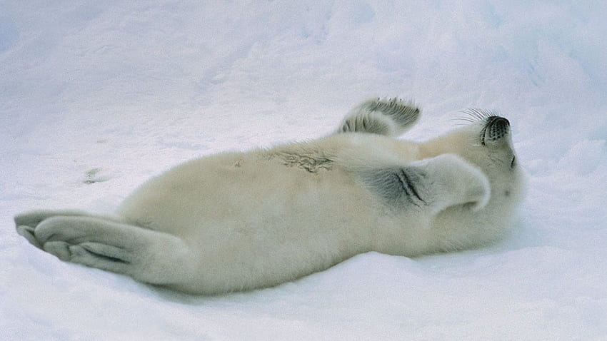 Bing-Archiv: ｢タテゴトアザラシの赤ちゃん｣カナダ, セント, Japanese White Baby Seal HD-Hintergrundbild