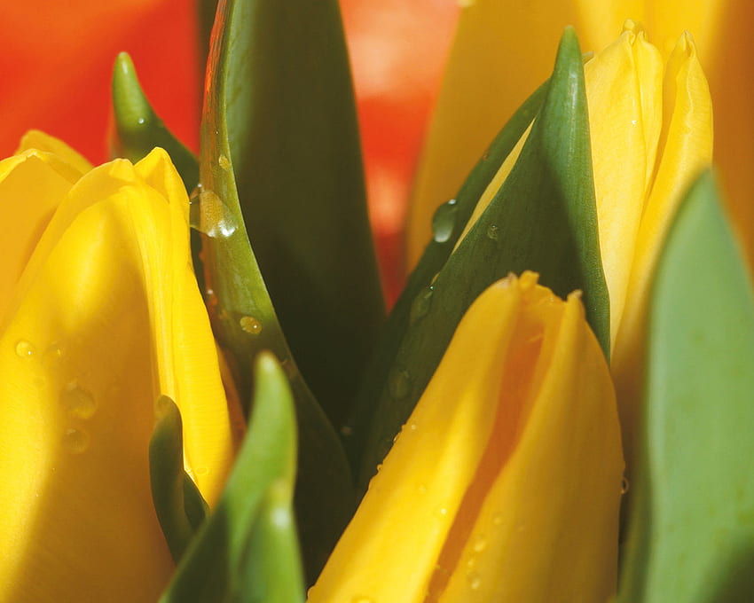 Tulipas amarelas, ensolarado, amarelo, flores, gotas de água, tulipas, tulipa amarela papel de parede HD