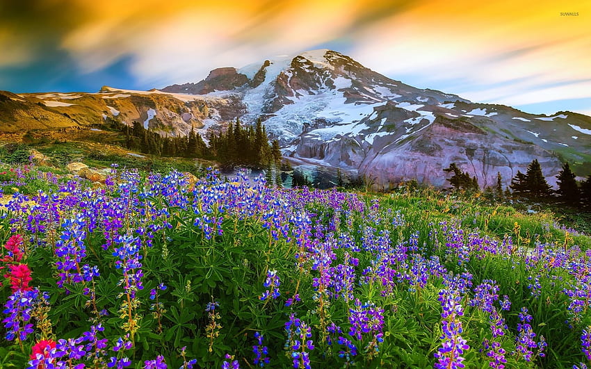 Mount Rainier National Park HD wallpaper