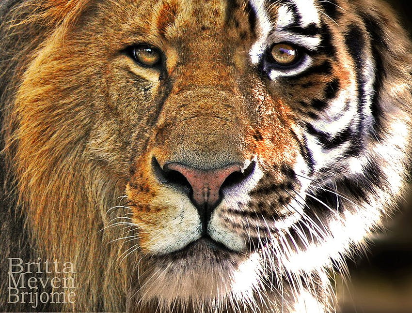Tiger And Lion Lovely [] für Ihr , Handy und Tablet. Erkundung von Löwen und Tigern. Tiger für Laptops, von HD-Hintergrundbild