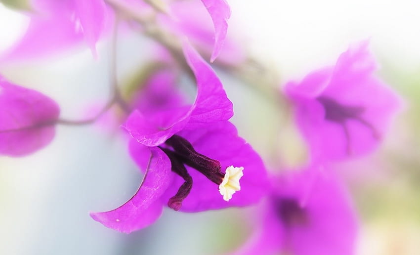 ความงามสีม่วง สีม่วง ธรรมชาติ ดอกไม้ กลีบดอก วอลล์เปเปอร์ HD