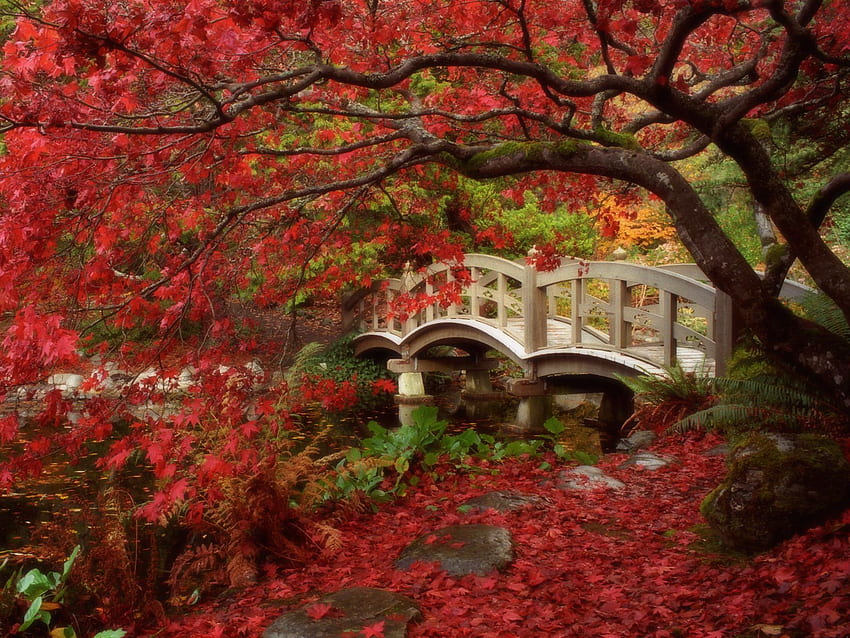 Японска градина Royal Roads University British Columbia - Есен HD тапет