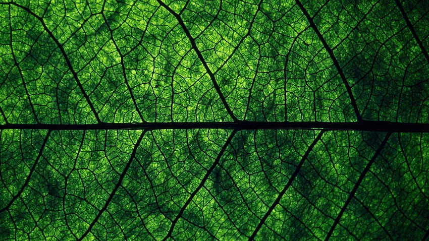 Green Leaves, Dark Green Landscape HD wallpaper