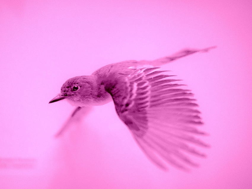 Розова птица, животно, крила, розово, птица, муха HD тапет