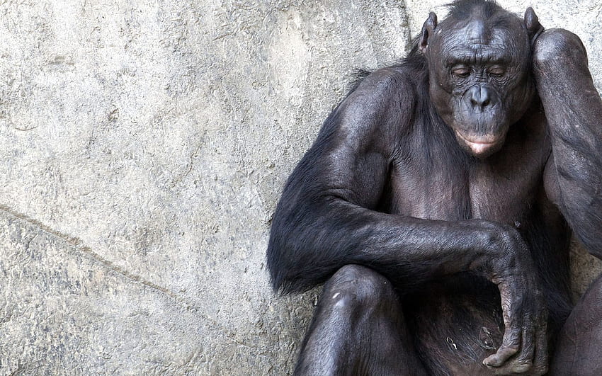 Animals, Sit, Wall, Monkey, Meditation, Reflections, Chimpanzee HD wallpaper