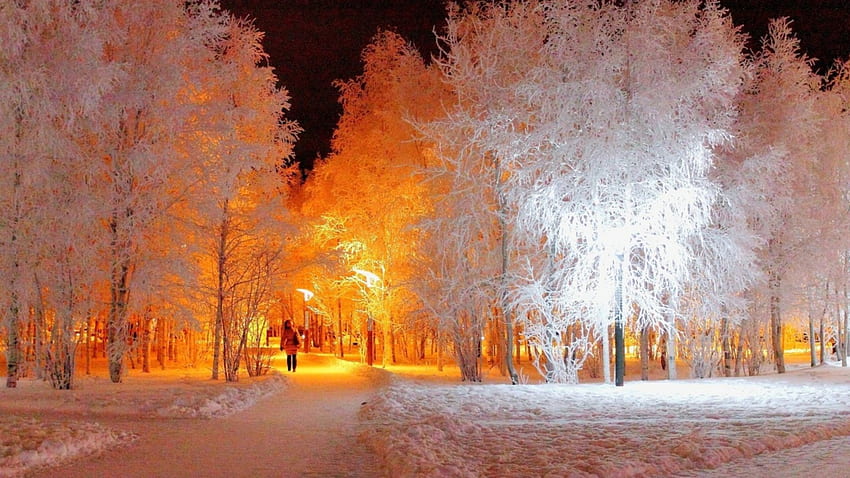 marvelous park trees lit up in winter, winter, night, lights, trees, paths, park HD wallpaper