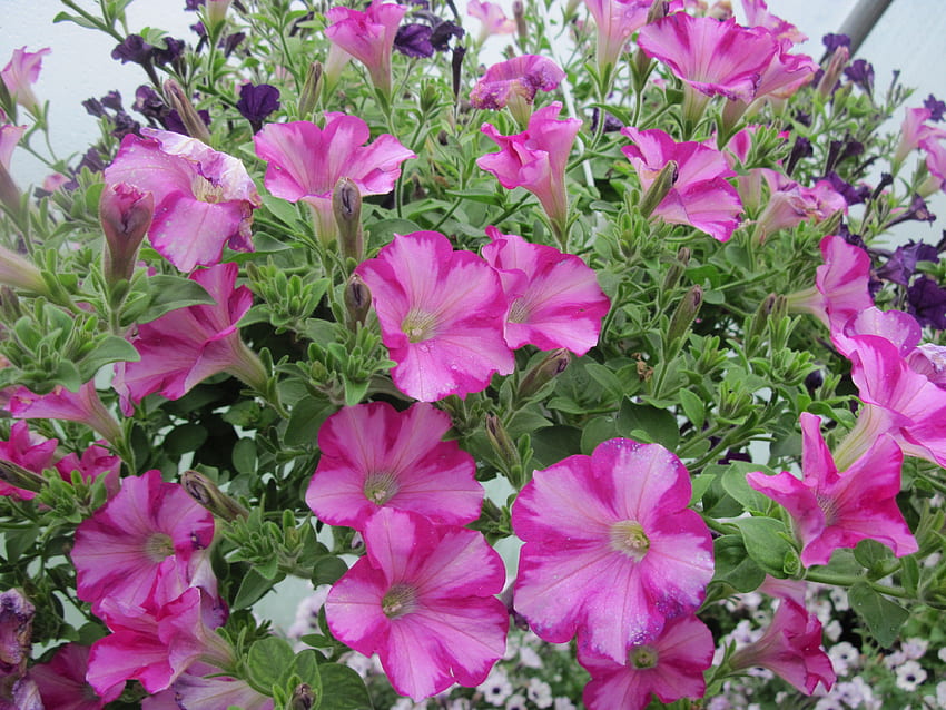 Flowers garden in greenhouse 20, pink, graphy, green, Flowers, Petunias HD wallpaper