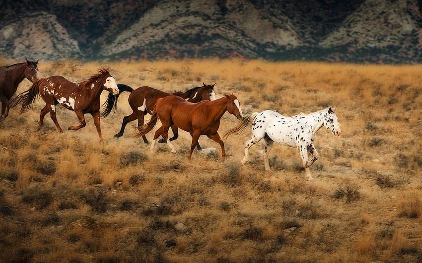 Flicka & The Saddle Club Wild horses in Wyoming HD wallpaper