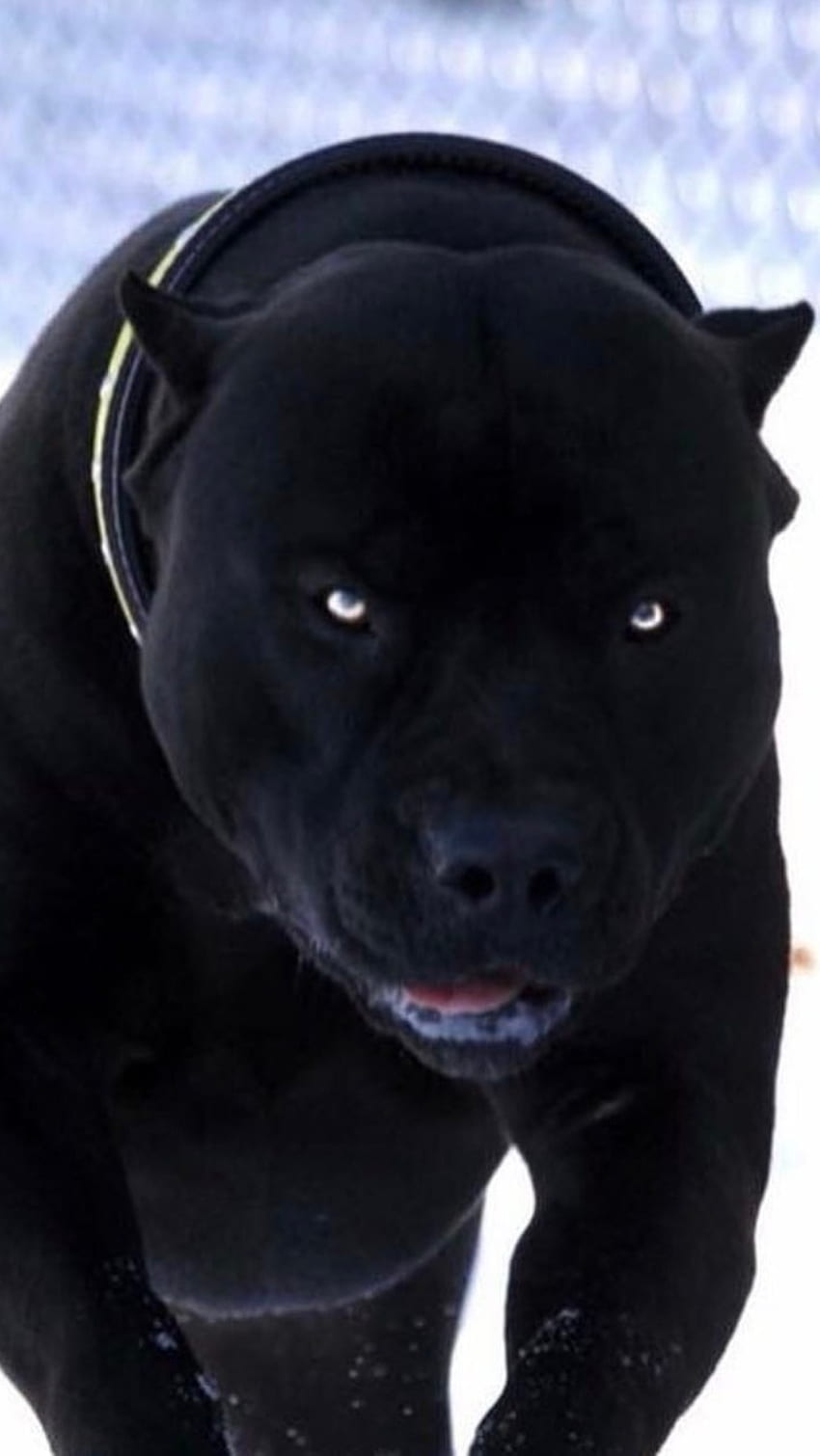 Pitbull Dog, Black Pitbull HD phone wallpaper | Pxfuel