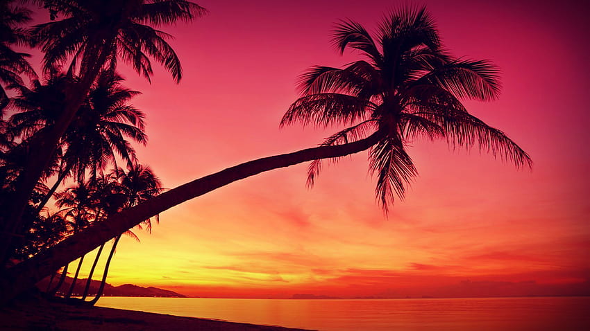 Tropical Beach Sunset - , Tropical Beach Sunset Background on Bat, Tropical Island Sunset HD wallpaper