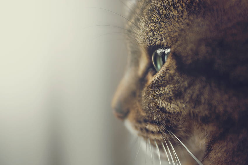 Zwierzęta, kot, kaganiec, oczy, profil Tapeta HD