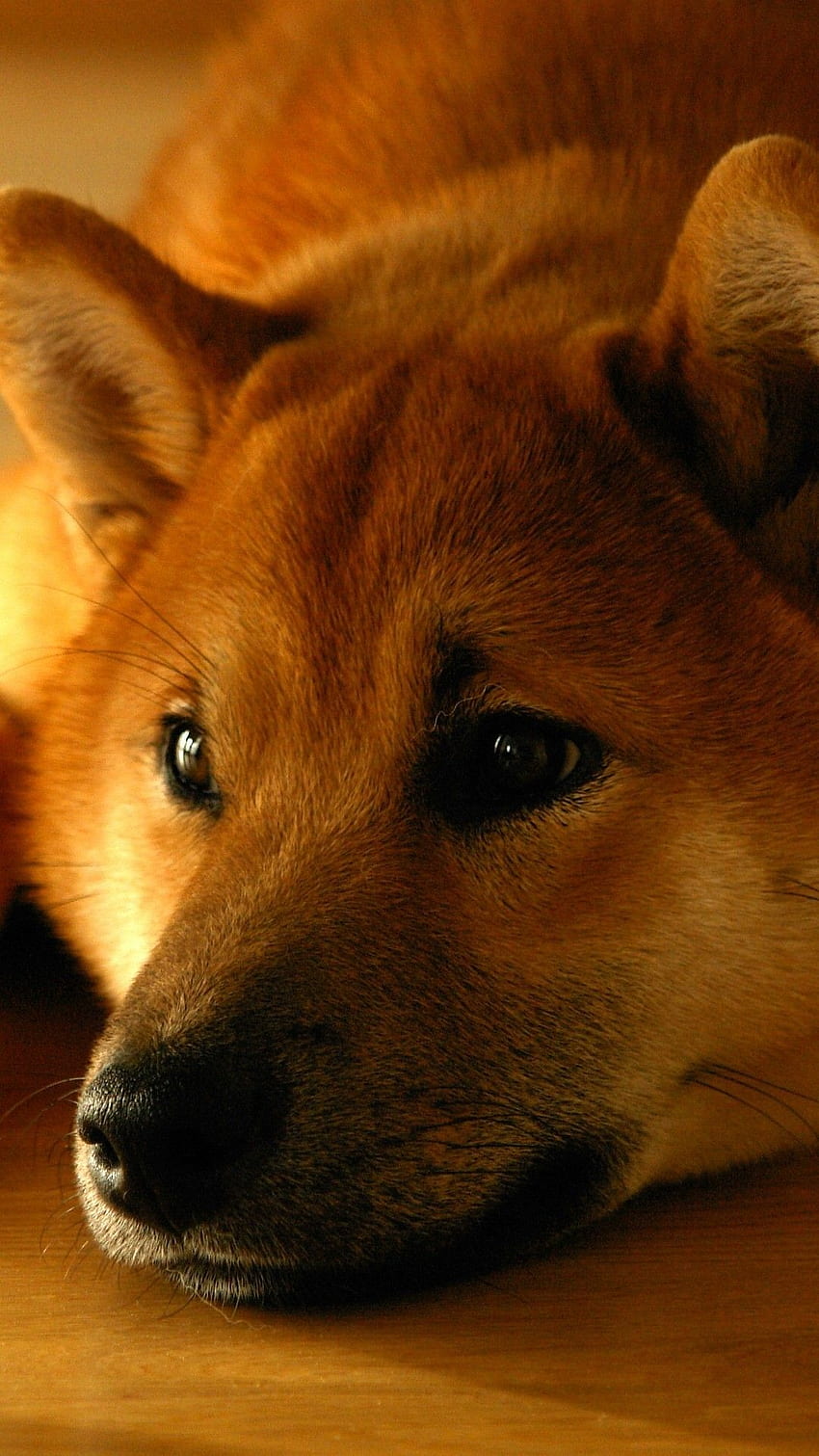 Shiba Inu, Lying Down, Doge, Muzzle HD phone wallpaper