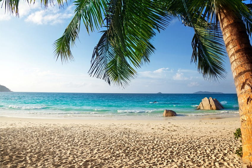 Spiaggia tropicale, mare, estate, sabbia, palma, tropicale, paradiso, spiaggia Sfondo HD