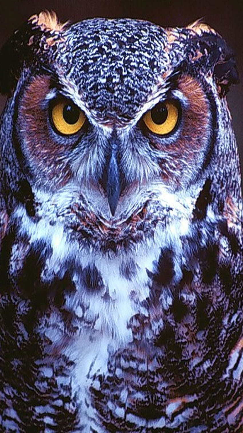 Owl iPhone, Blue Distressed HD phone wallpaper