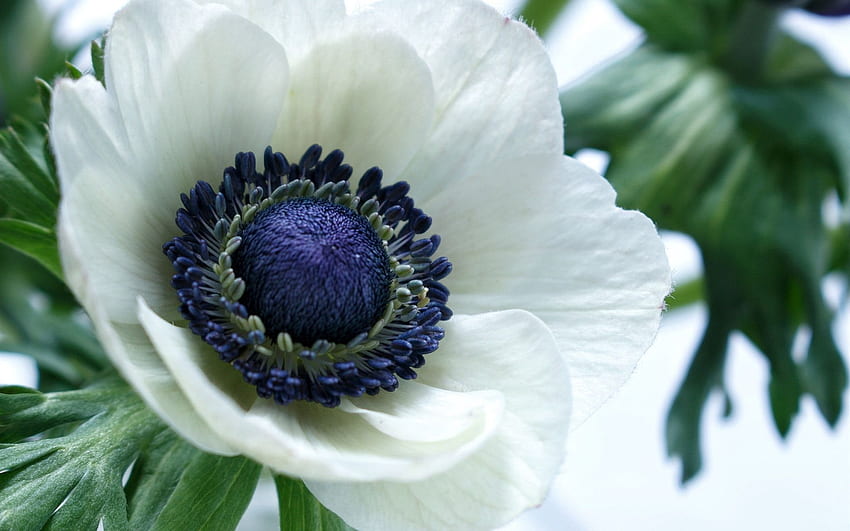 White anemone flower macro graphy HD wallpaper