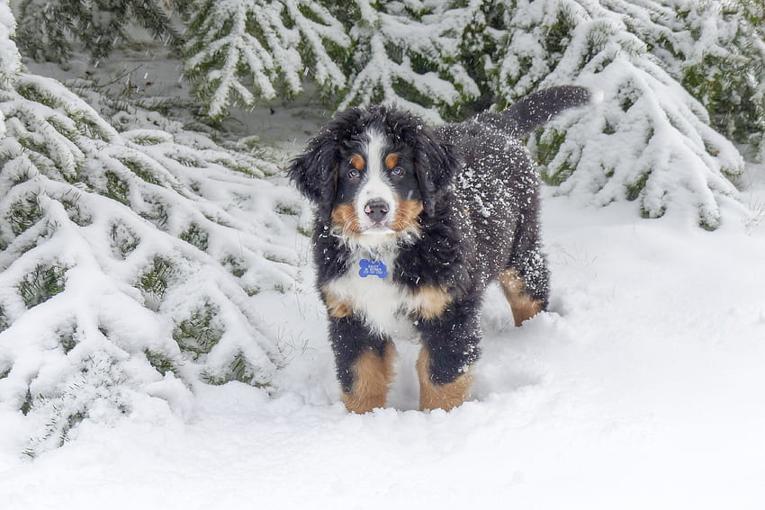 Tiere, Winter, Schnee, Hund, Berner Sennenhund, Berner Zennenhund HD-Hintergrundbild