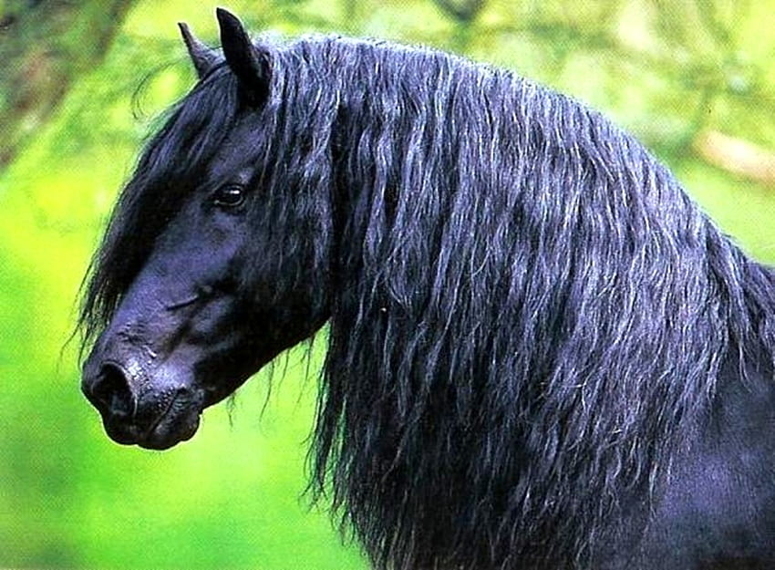 Friesian Head, коне, черен, фризийски, холандски, холандски HD тапет