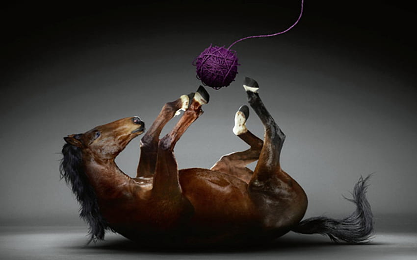 Creative Horse, Tiere, Grafik, Pferd, Creative HD-Hintergrundbild