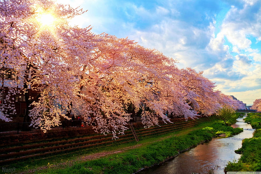 Spring In Japan ❤ for Ultra TV • Wide HD wallpaper