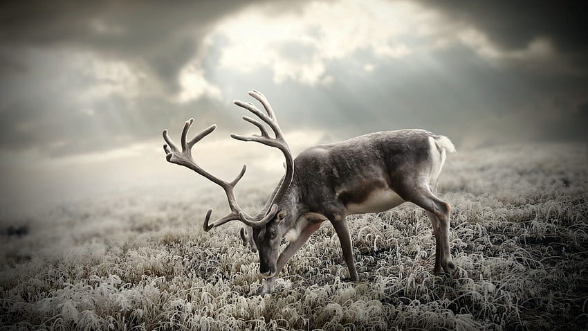 Animals, Nature, Stroll, Bw, Chb, Deer HD wallpaper