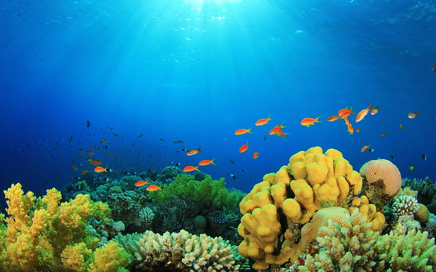背景のサンゴ礁、Coral Reef Computer 高画質の壁紙