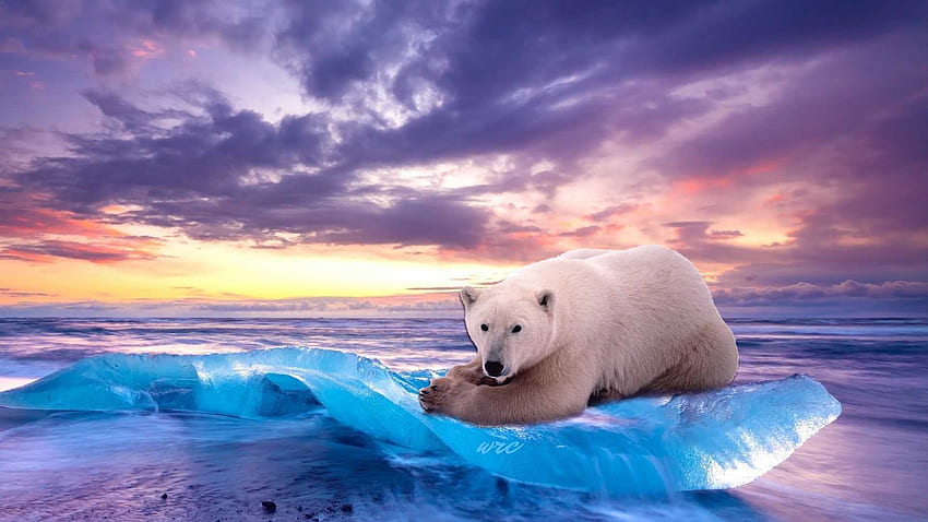 Polar Bear - Awesome, Cool Polar Bear HD wallpaper