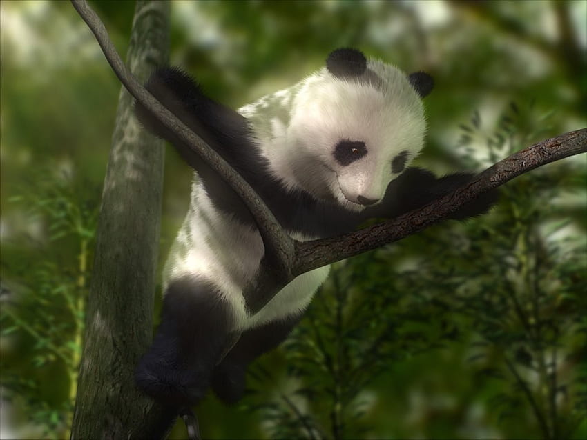 Panda, hanging, china, tree, bear, animals, black and white, trees, funny HD wallpaper