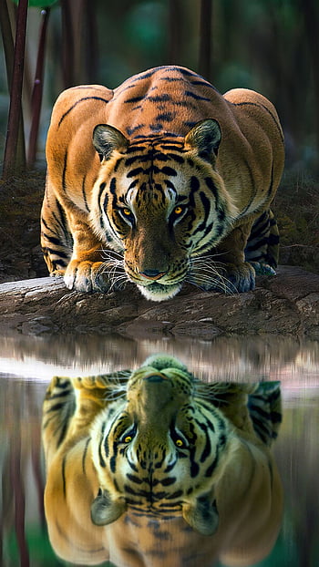 : brown tiger drinking beside body of water during daytime, nature ...