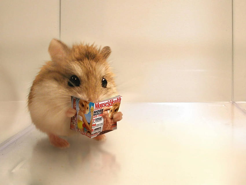 Of Cute Hamsters, Christmas Hamster HD wallpaper