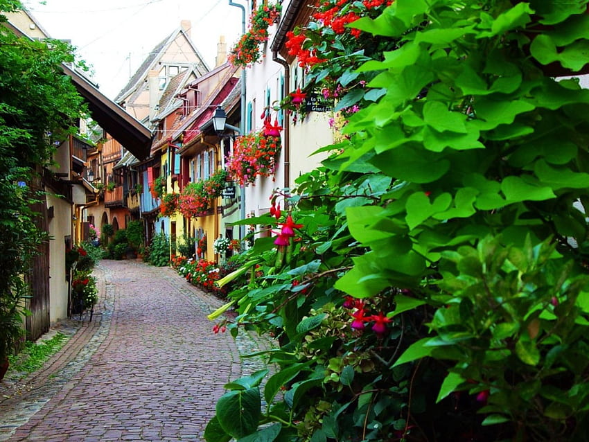 Alley at Strasbourg, plants, city, house, flowers, stylish HD wallpaper