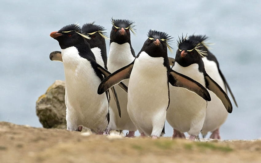 Animaux, Oiseaux, Pingouins, Promenade, Troupeau, Courir, Fuir Fond d'écran HD