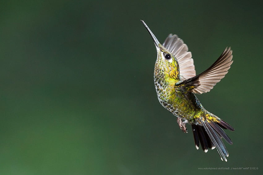 colibri oiseau oiseaux volant colibris / Fond d'écran HD
