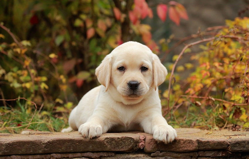 autumn, look, leaves, dog, baby, puppy, lies, face, Baby Labrador HD wallpaper
