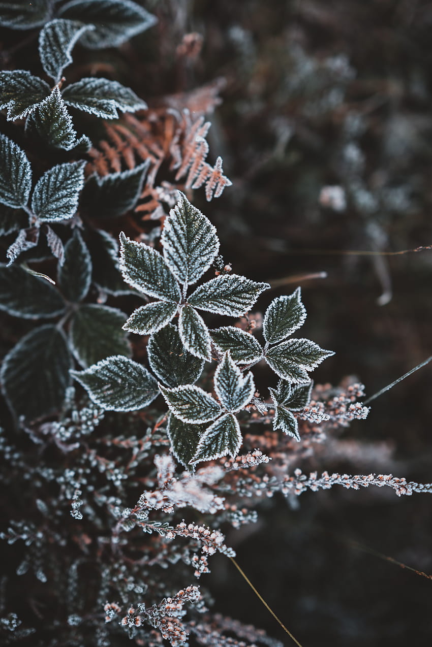 가, 나뭇잎, 눈, 매크로, 조각, 흰 서리, 프 로스트 HD 전화 배경 화면