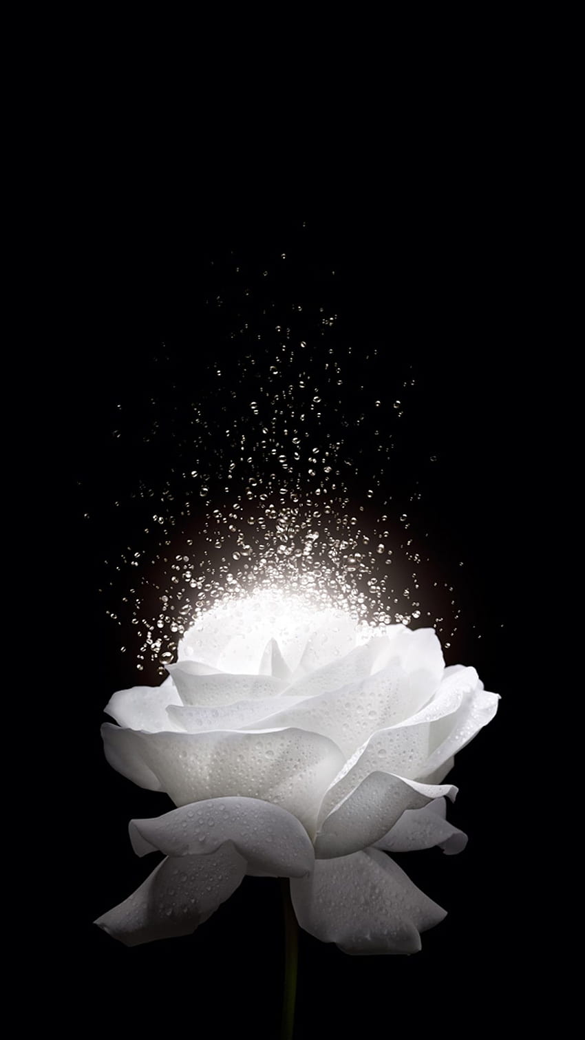 Hintergrund der weißen Rose H5. Blumentelefon, weißer Rosenhintergrund, schöne Blumen, schöne schwarze und weiße Blume HD-Handy-Hintergrundbild