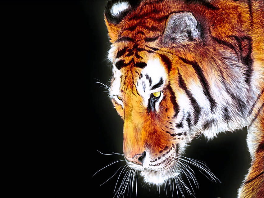 tiger, face, cat, animals HD wallpaper
