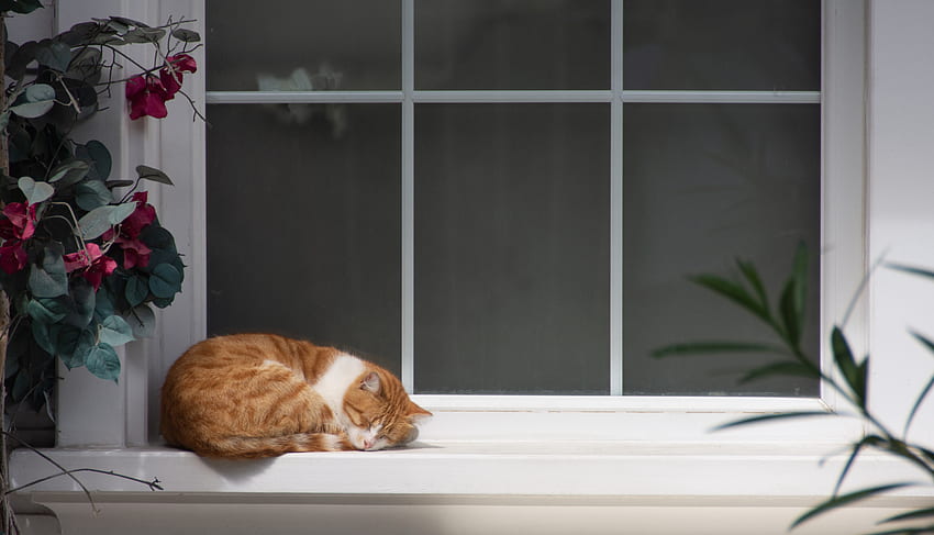 Animals, Flowers, Cat, Relaxation, Rest, Sleep, Dream, Window Sill, Windowsill HD wallpaper