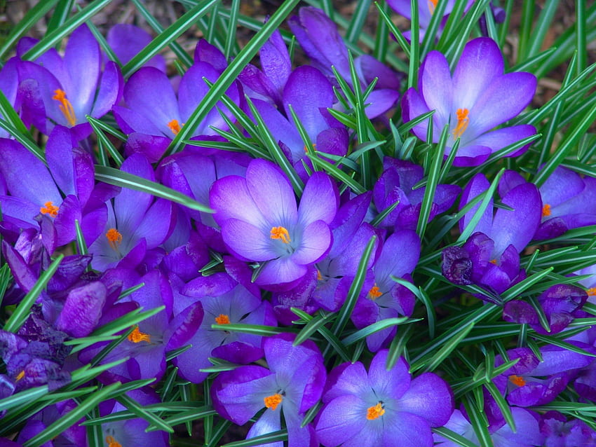 Blue flowers, blue, colorful, violet, beautiful, flowers, spring, splendor HD wallpaper