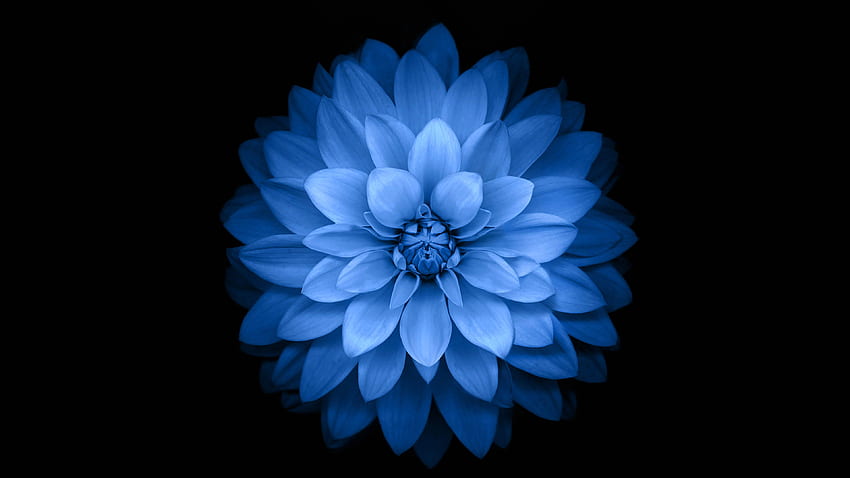 Apple Blue Lotus Iphone6 ​​Plus Ios8 Çiçeği, 3840 X 2160 Çiçek HD duvar kağıdı