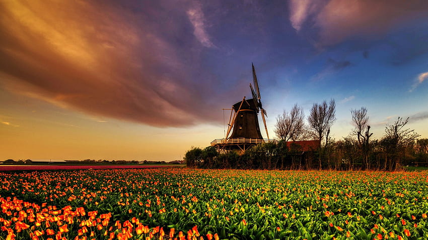 Цветно поле в Холандия, пролет, цветове, вятърна мелница, пейзаж, облаци, небе, лалета HD тапет