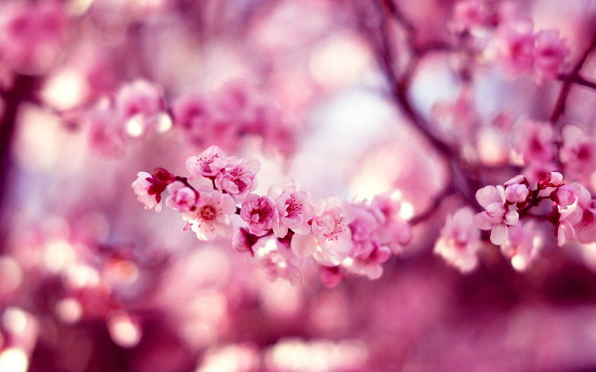 bokeh, cereja, flores, macro, , , rosa, sakura, primavera / e fundo móvel papel de parede HD