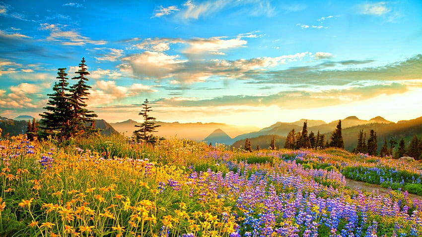 พระอาทิตย์ตก ภูเขาที่รกร้างว่างเปล่า ฝรั่งเศส ฤดูใบไม้ผลิ ภูเขา ดอกไม้ สีเหลือง วอลล์เปเปอร์ HD