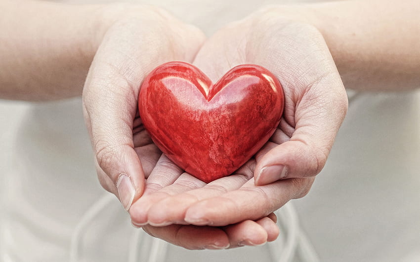 red heart in hands, love concepts, red heart, female hands, take care of your health, health insurance, cardiology for with resolution . High Quality HD wallpaper
