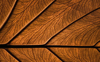 Brown leaves texture, , plant textures, leaves, brown background, leaves  texture, brown leaves, brown leaf, macro, leaf pattern, leaf textures for  with resolution . High Quality HD wallpaper | Pxfuel