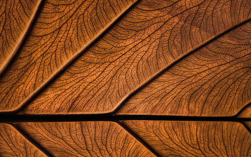 brown leaves texture, , plant textures, leaves, brown background, leaves texture, brown leaves, brown leaf, macro, leaf pattern, leaf textures for with resolution . High Quality HD wallpaper