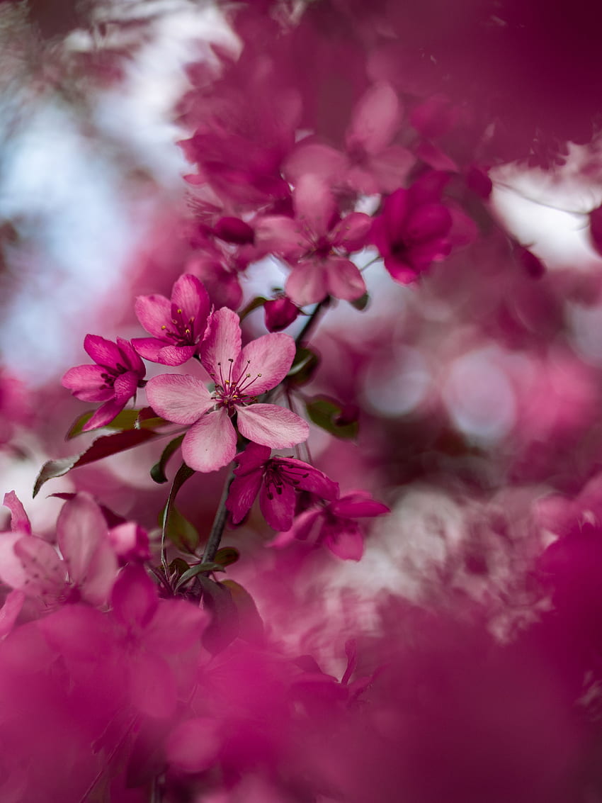 Flowers, Pink, Sakura, Bloom, Flowering, Branch HD phone wallpaper