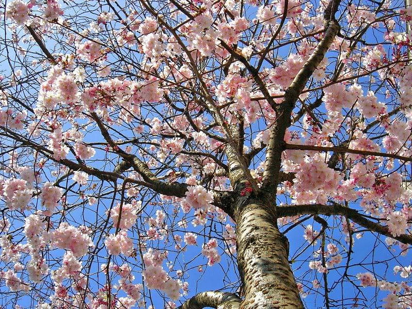 Spring Blossoms, sky, tree, limbs, blossoms HD wallpaper