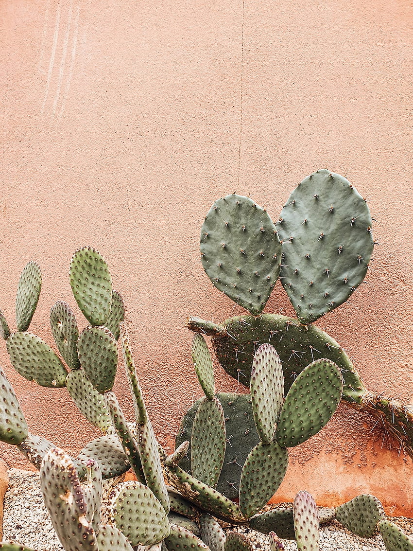 Cactus, Messico Cactus Sfondo del telefono HD
