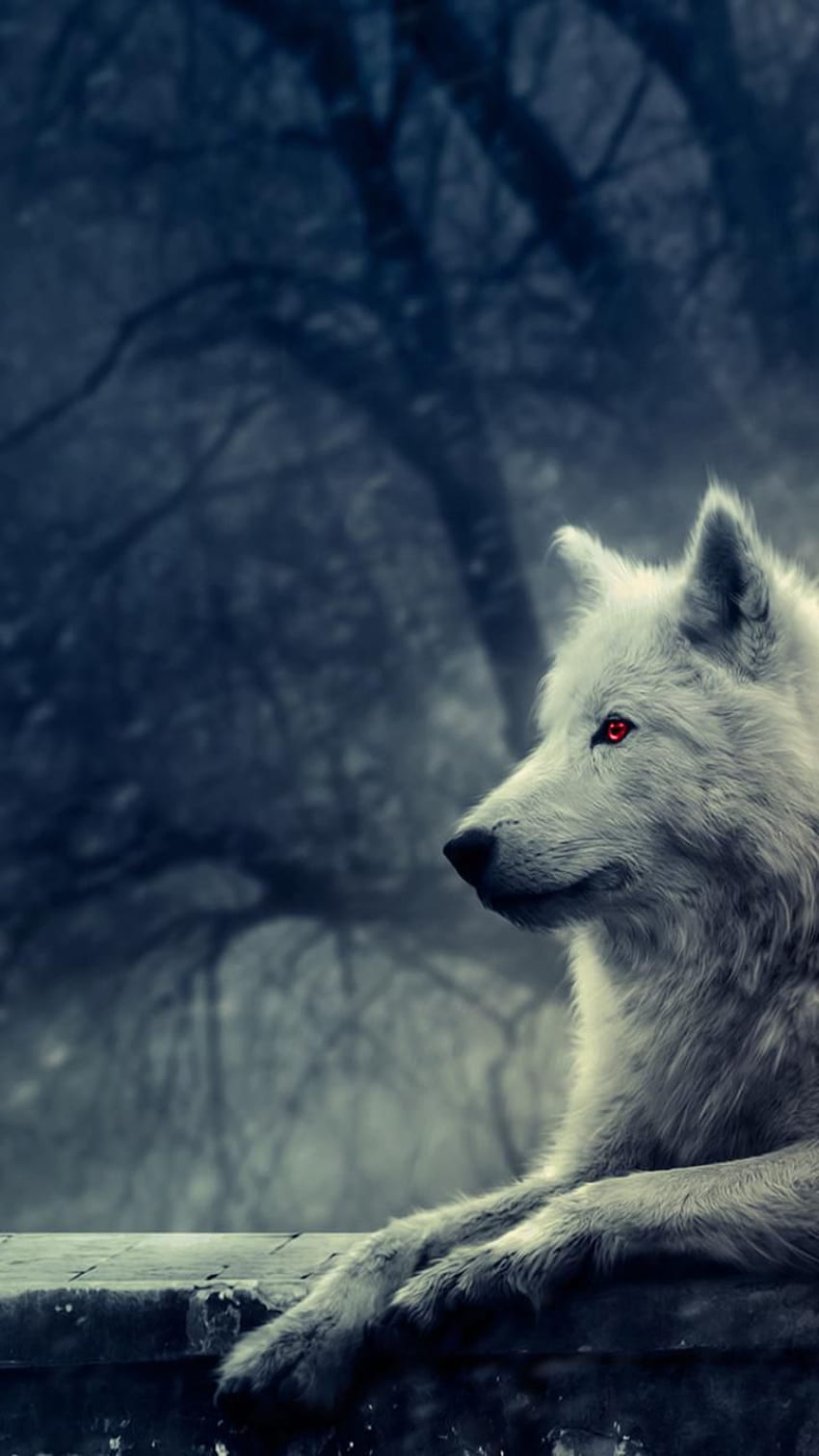 Michelle on WOLVES in 2019. Wolf , Wolf, Game of Thrones Wolf HD phone wallpaper
