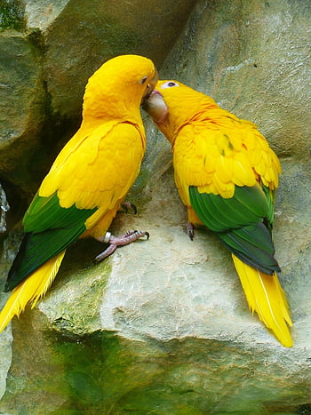 Yellow and green parrot HD phone wallpaper | Pxfuel